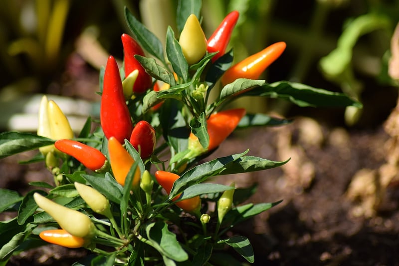 Red Chili Peppers
