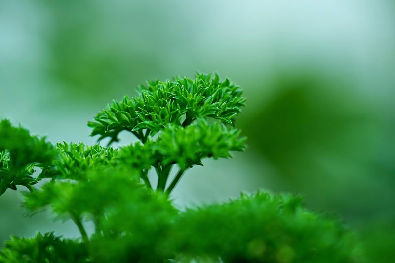 Fresh Parsley Bunch